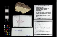 Foto (Objekt + Etikett) von Goniodromites sp.  (NHMW-GEO-2014-0194-0830)